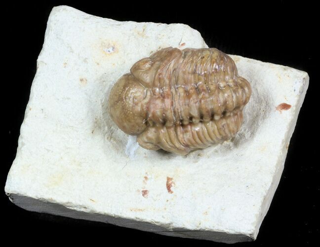 Bargain Kainops Trilobite From Oklahoma #45426